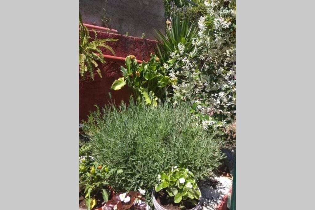 Green Hill Studio Corfu Town מראה חיצוני תמונה